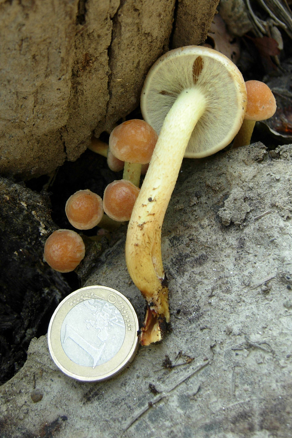 Hypholoma fasciculare ?